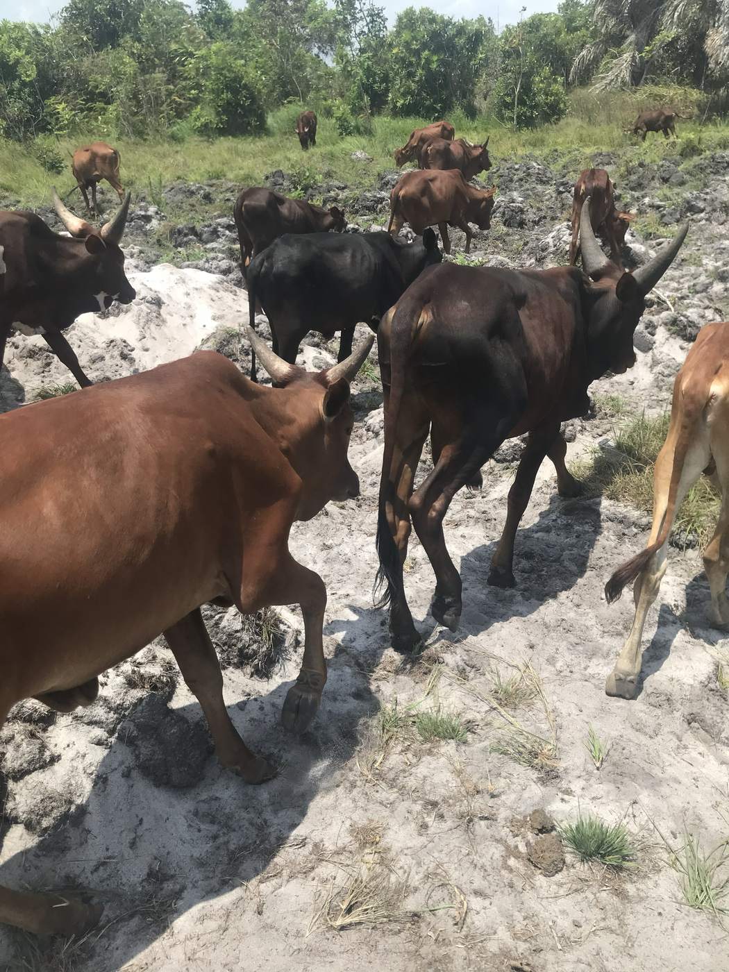 A herd of cattle walking across pale sandy ground with coastal scrub and a palm behind them
